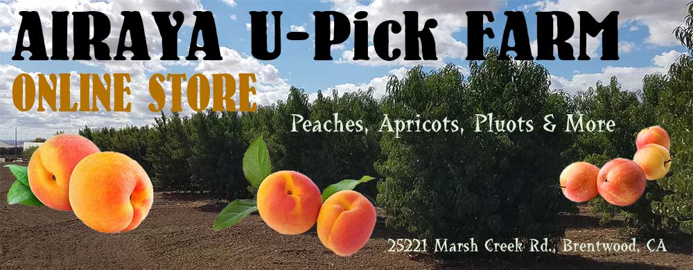 AIRAYA U-Pick Farm - Farm Fresh Peaches, Apricots and Pluots. Grow Your Own Herbs and Vegetables
